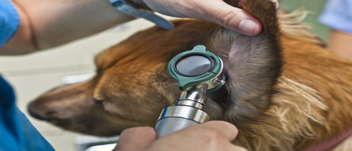 Cleaning Dogs Ears With Peroxide – Safely! - Dog Real