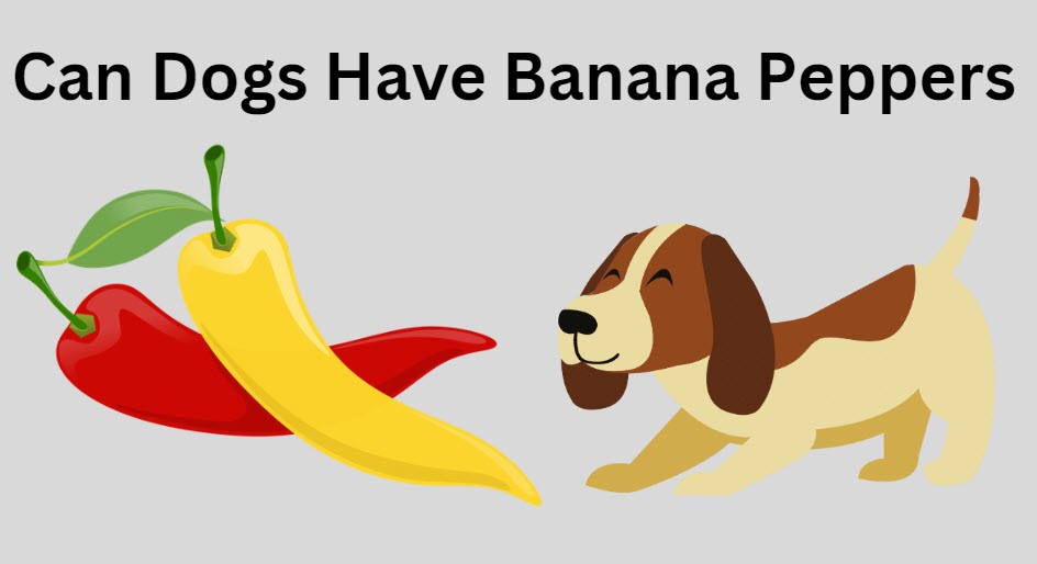 can-dogs-have-banana-peppers-hot-topic-2023-dogreal